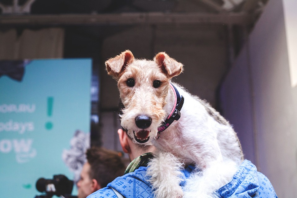 В Санкт-Петербурге 15 и 16 сентября пройдет семейный фестиваль Petshop Days.