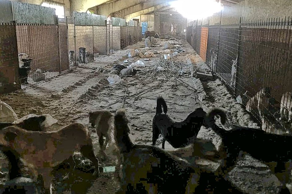 Собаки в приюте Ирины Тиховской. ФОТО Юлии Агаповой