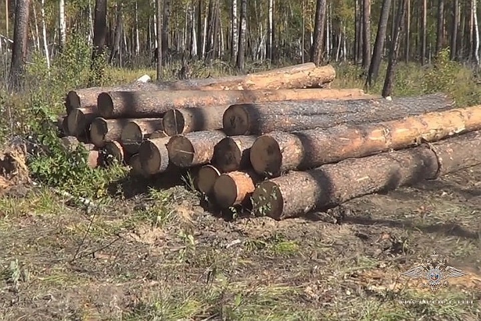 Всего лесорубы уничтожили 94 дерева.