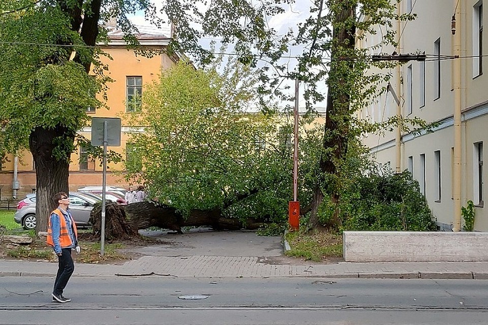 В Петербурге ветер валит деревья, МЧС призывает горожан оставаться дома. Фото: vk.com/spb_today