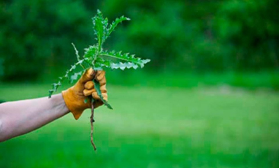 Фото:http://www.seeds.ru/
