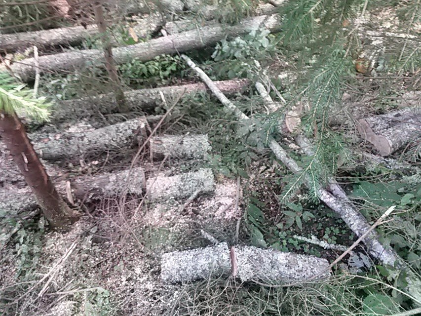 По данному факту возбуждено уголовное дело. Фото: УВМД России по Тверской области