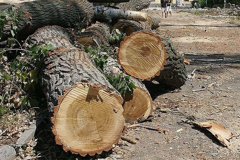 Неизвестным лесорубам грозит серьезное наказание