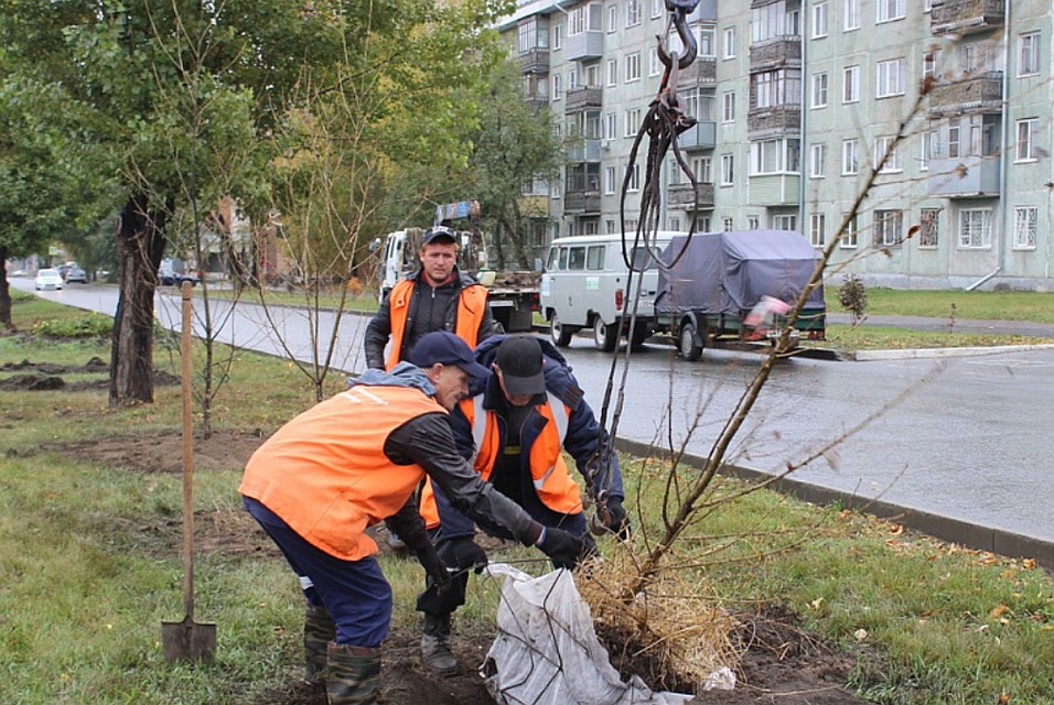 Всего там появятся 93 таких дерева
