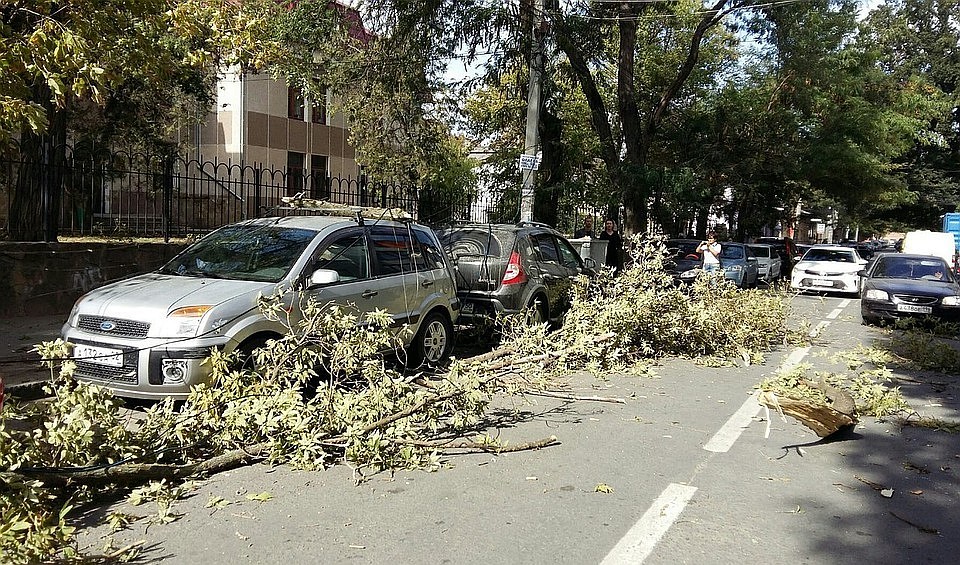 Водителей просят не оставлять машины под деревьями.