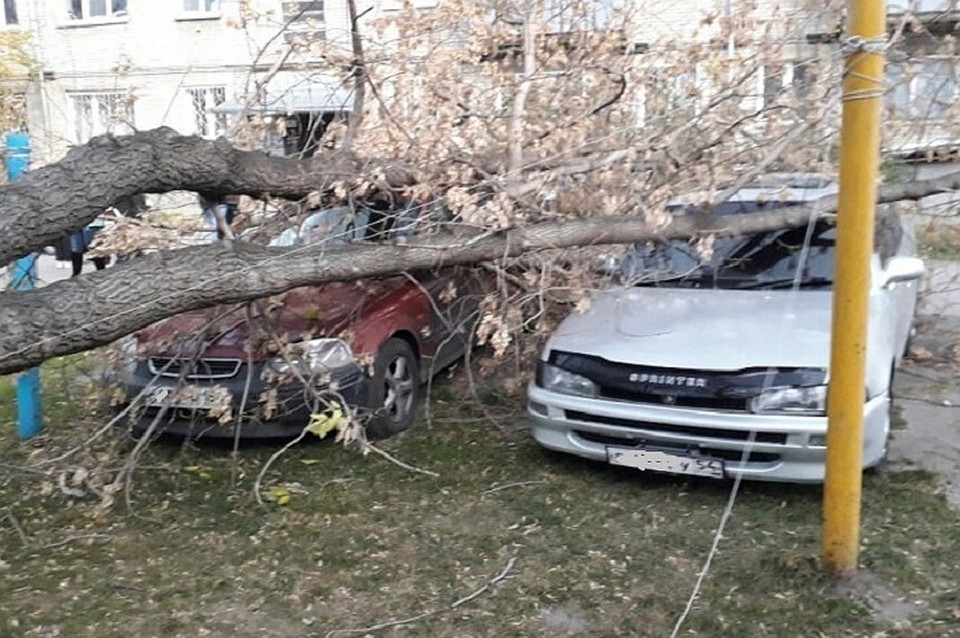 Под Новосибирском дерево упала на машины. Фото: svidetel24.info