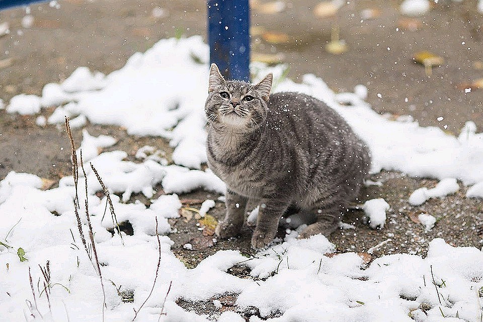 Фото: архив "КП"