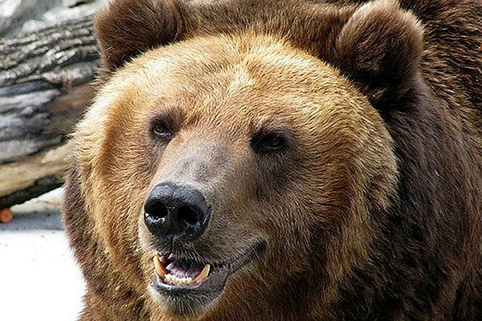 Растерзанный медведем подросток на Камчатке защищал брата – Следственный комитет