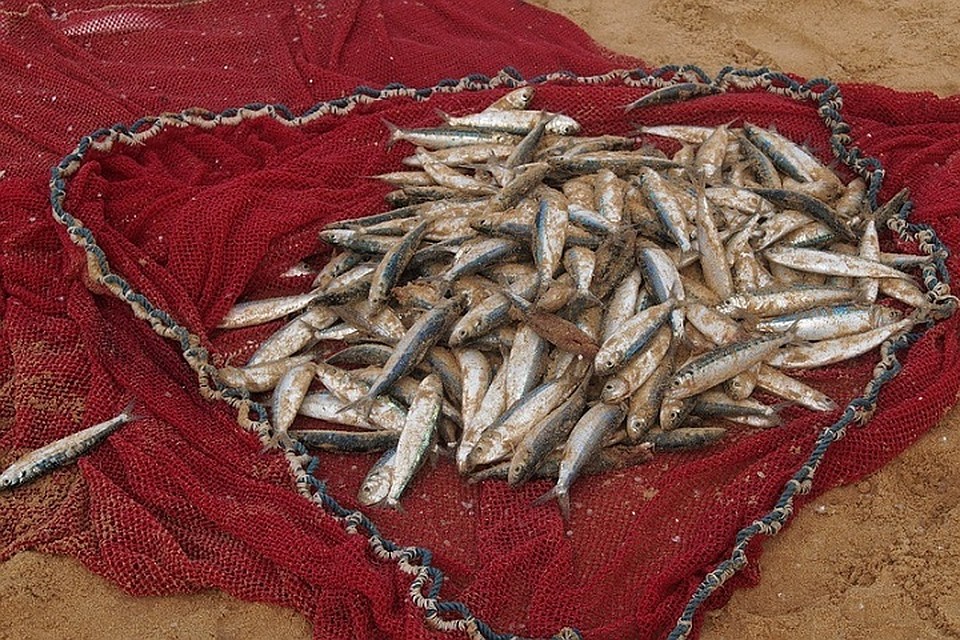 У браконьера конфисковали сеть, мотоцикл и выловленную рыбу. Фото носит иллюстративный характер: pixabay.com.