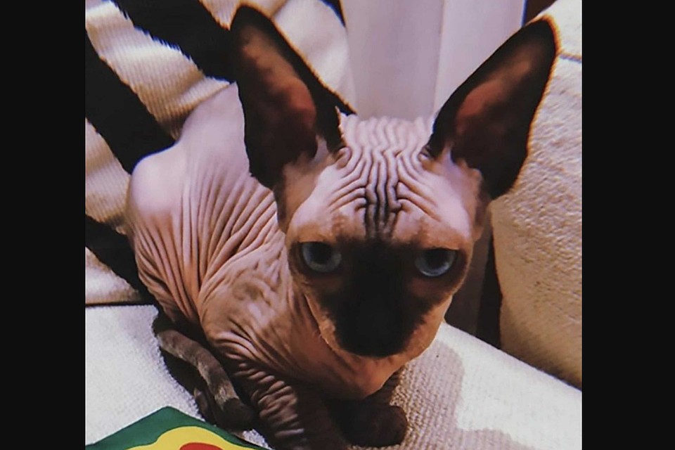 Кота Криштиану Роналду признали самым страшным в мире Фото: Instagram georginagio