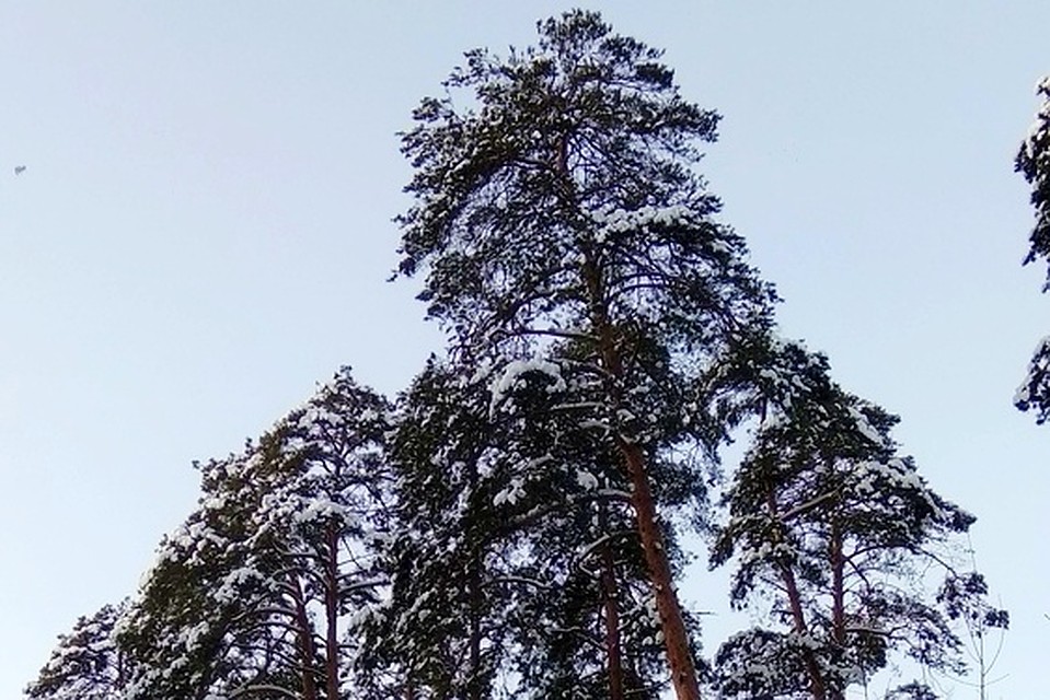 Как это всегда бывает, внезапно и тихо в город войдет зима..