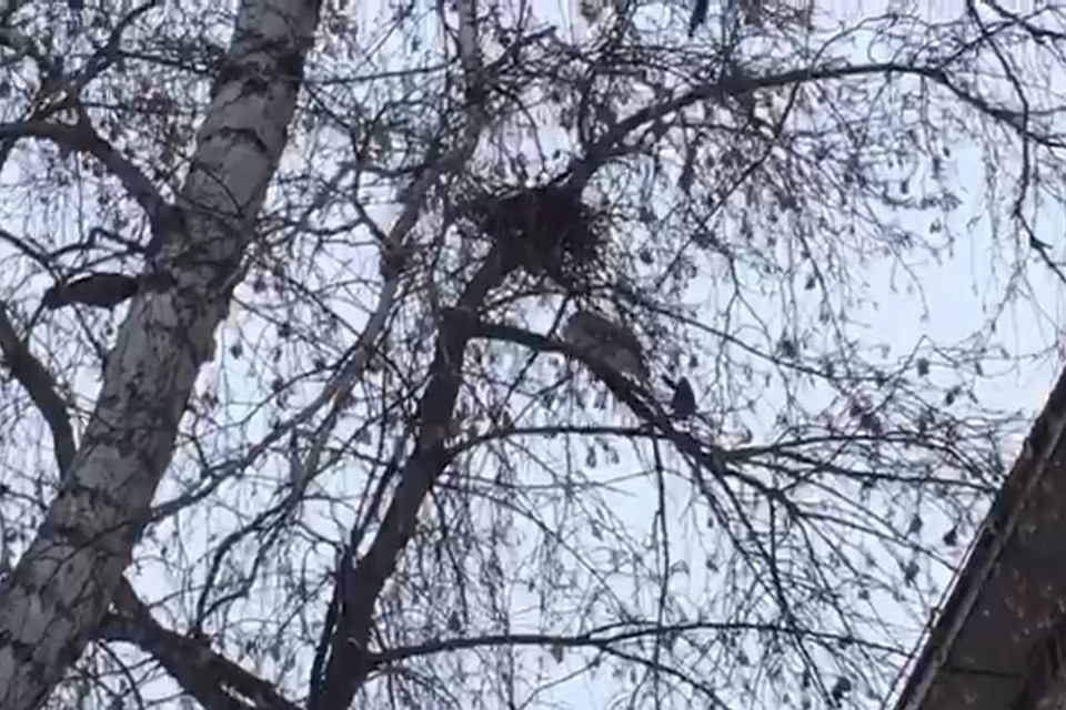 Вороны загнали сову на дерево до темноты. Стоп-кадр с видео Анны Назаровой.