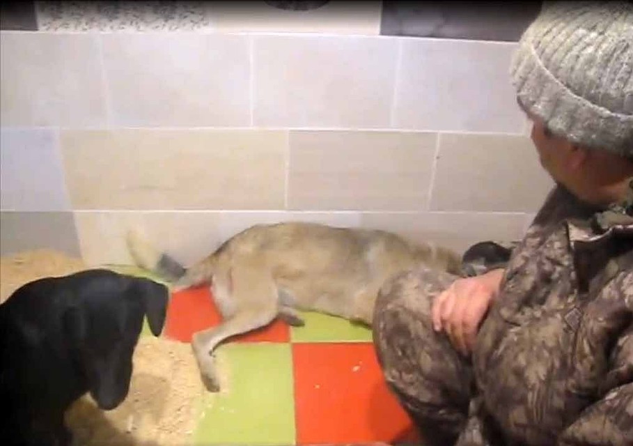 Фото: скриншот видео ok.ru/dogvernost