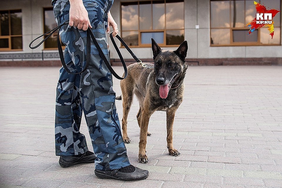 В лицее Адмиралтейского района в Петербурге ищут бомбу