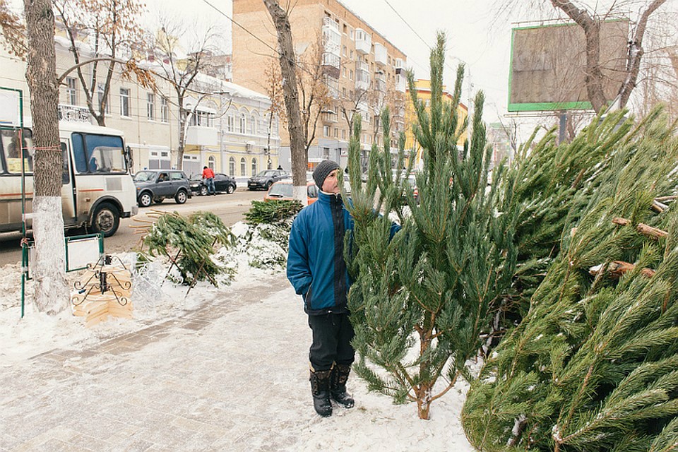 Заготовка новогодних елей и пихт началась в Хабаровском крае