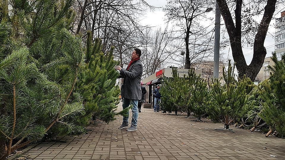 Елочные базары откроются