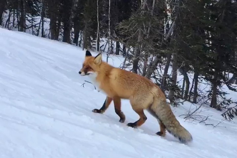 Фото: кадр видео Ивана Алексеева.