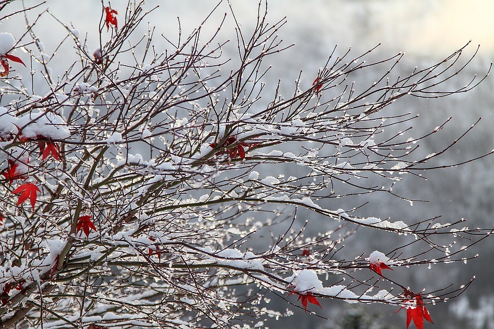 Фото с сайта Pixabay.com