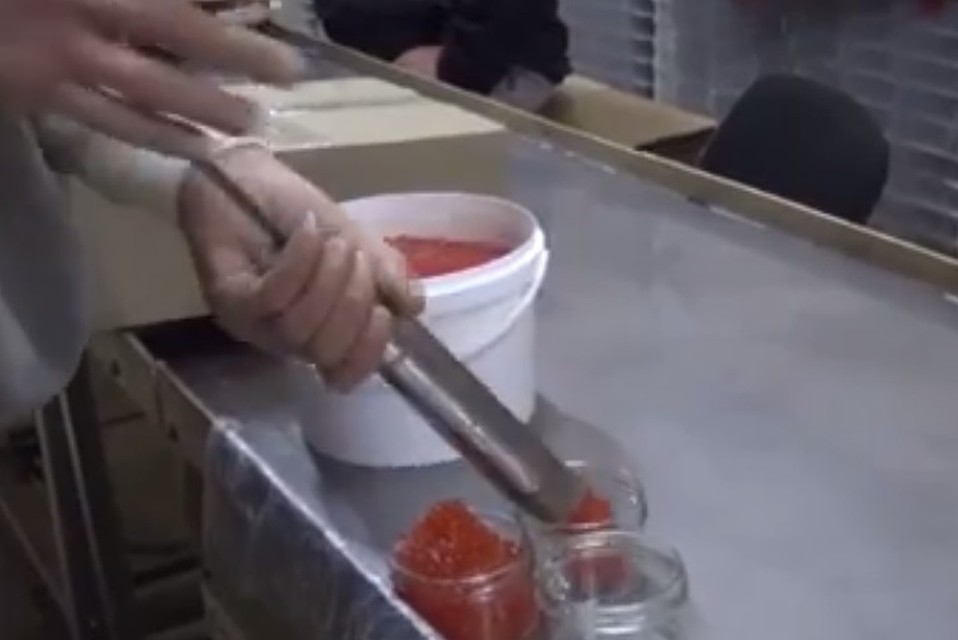 В Подмосковье нашли цех по производству красной икры. ФОТО: стоп-кадр с видео