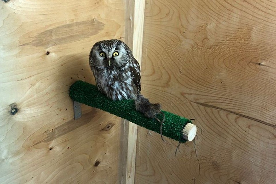 Сыч поступил истощенным и обессиленным. Фото: vk.com/birds54.