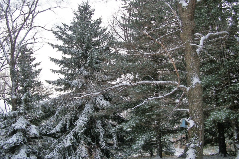 Погода в Хабаровске на 12 января 2019 года: днем до -11 градусов, без осадков