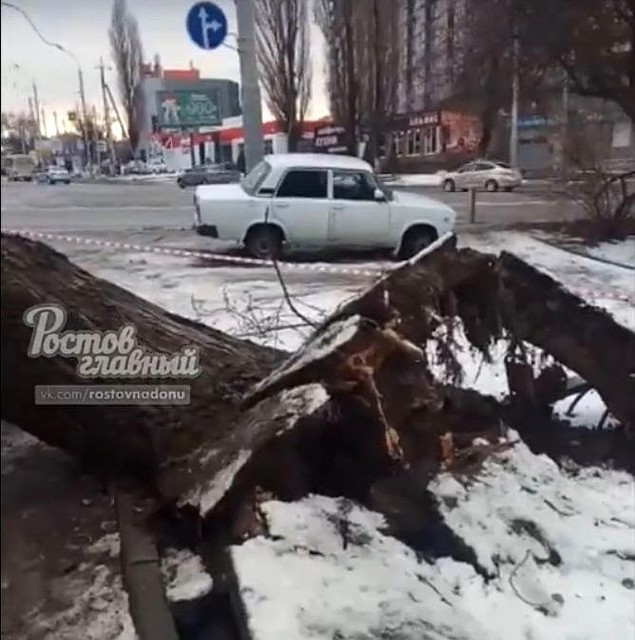 Огромное дерево ветер вырвал с корнями. Стоп-кадр из видео группы ВК "Ростов Главный".