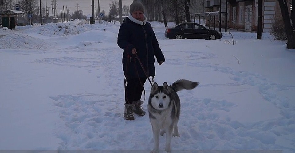 Хаски Герда вернулась к хозяйке