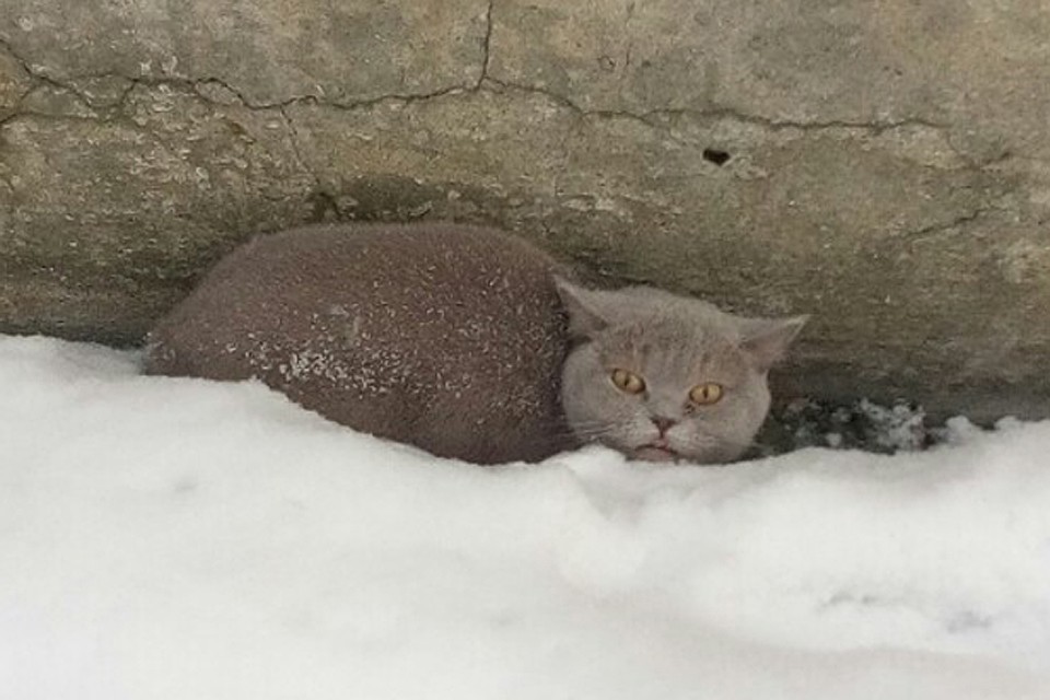 Кошка совсем не хотела гулять, но выхода у нее не было - хозяин так решил. Фото: Подслушано в Кандалакше