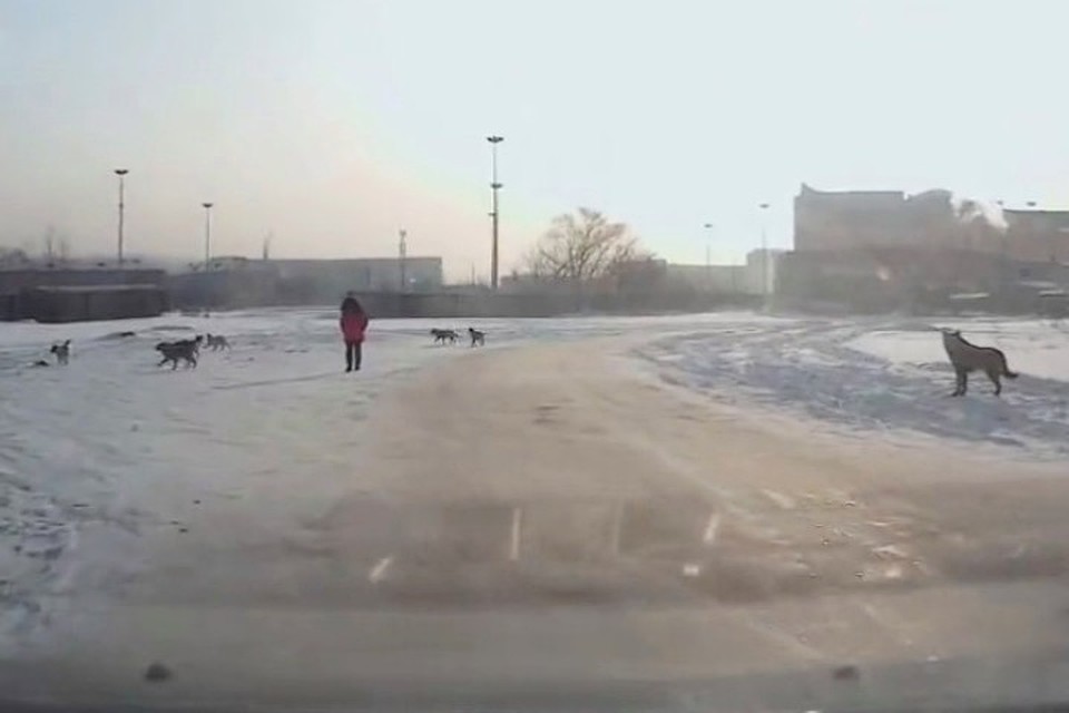 Новокузнечанин на автомобиле гонялся за стаей собак. Фото: кадр видео vk.com "Новокузнецк Онлайн".