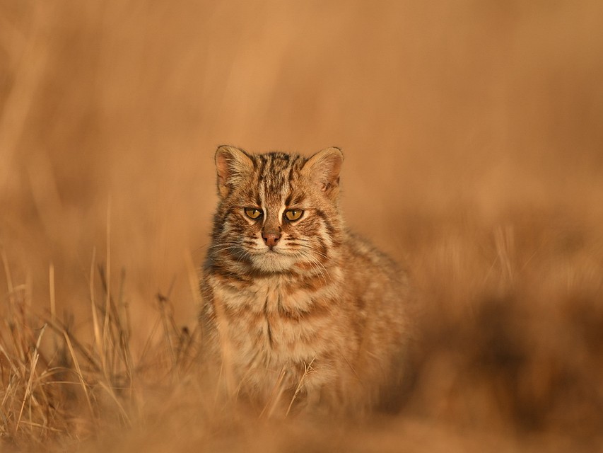 Дальневосточный лесной кот - очень редкий и уязвимый подвид хищников. Фото: Валерий Малеев.