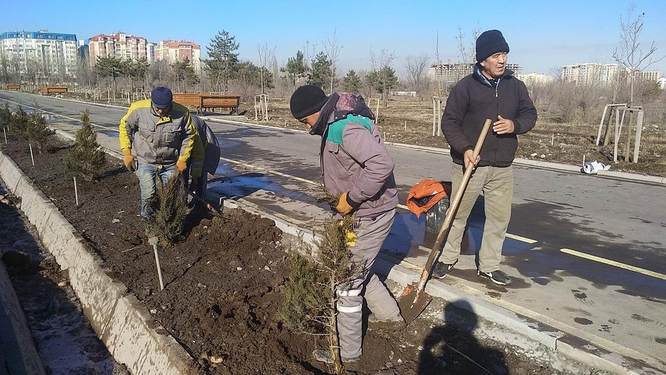 Можжевельник сажают на Южной магистрали