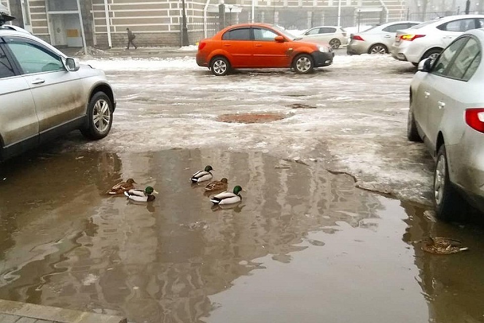 Петербургские кряквы переселились в лужи из растаявшего снега. Фото: телеграмм-канал "Лопата Беглова".