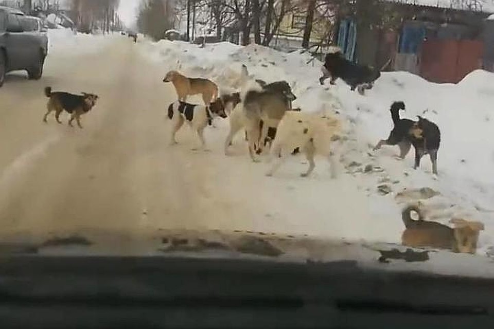 Водитель намерено въехал в стаю собак.