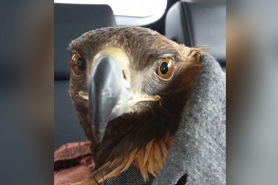 Беркут попал лапой в капкан. Фото: https://www.instagram.com/my_special_birds/
