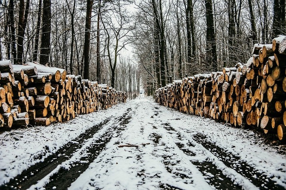 Житель Тюменской области нарубил дров на 100 тысяч рублей. Фото с сайта pixabay.com