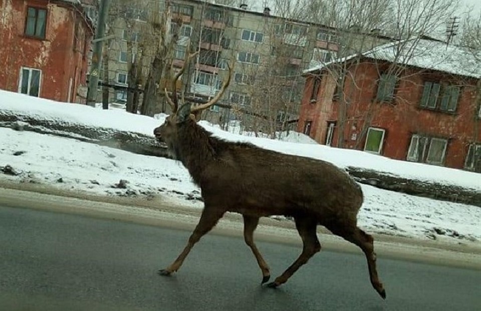 Томичам удалось заснять пробегавшего оленя на фото и видео. Фото: instagram.com/veter_tsk