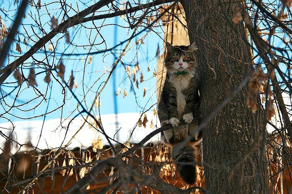 Пока рано загадывать, каким будет март-2019 в Приамурье.