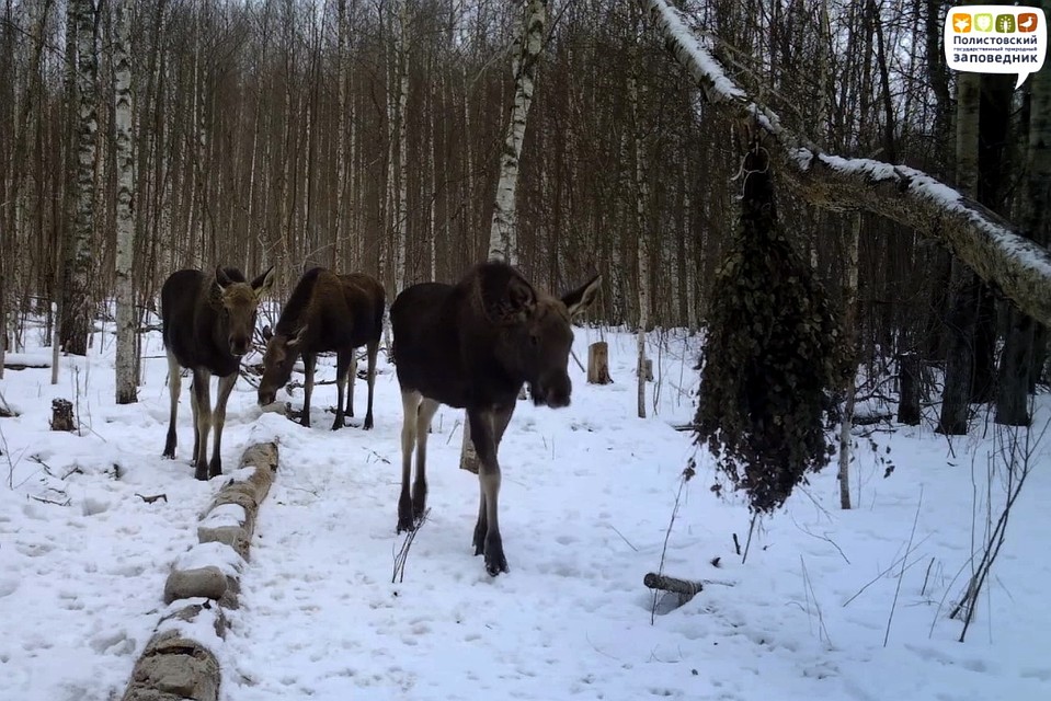 Потребность лосей в соли возрастает весной, когда приходит время линять, отращивать рога и вынашивать потомство. Фото: Полистовский заповедник.