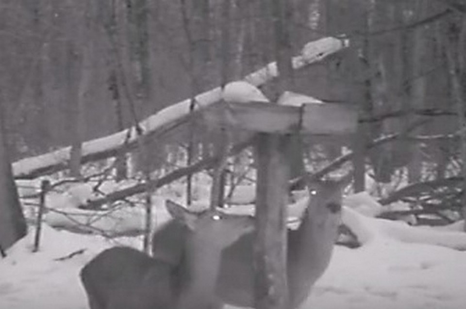 Кадр из видео Воронежского заповедника