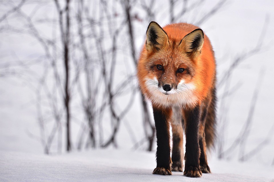 Это уже третий случай бешенства в 2019 году. Фото: pixabay.com