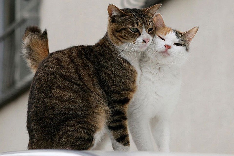 Хорошая погодка и кошке приятна
