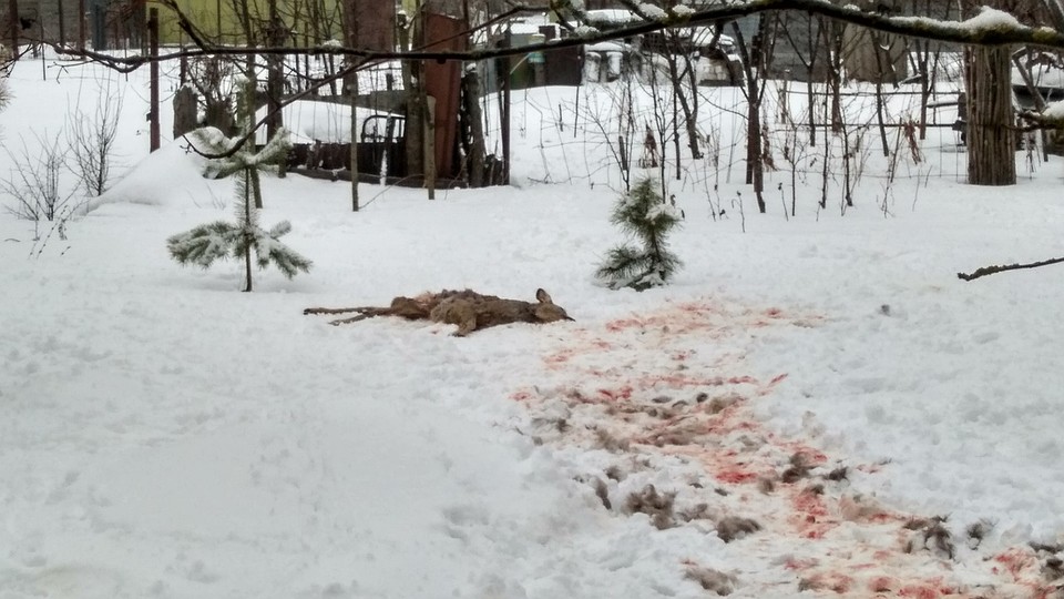Косулю нашли в парке Дружбы