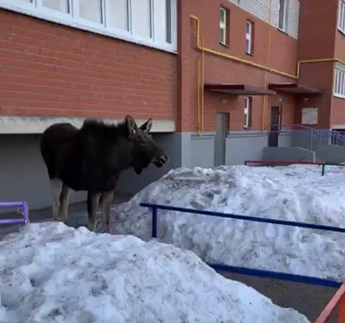 Животное было очень напугано