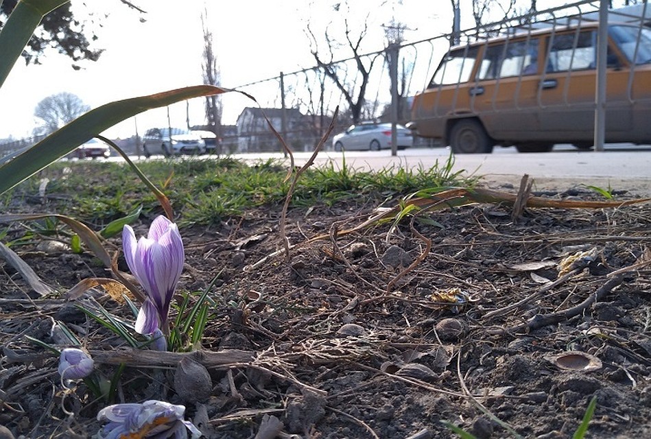 В Симферополе распустились крокусы.