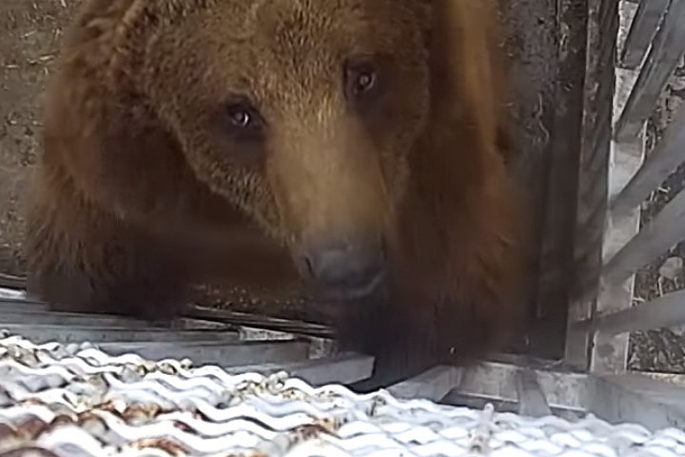 Мишка поднялся на три с половиной метра вверх по клетке. Фото: youtube.com/0629.com.ua