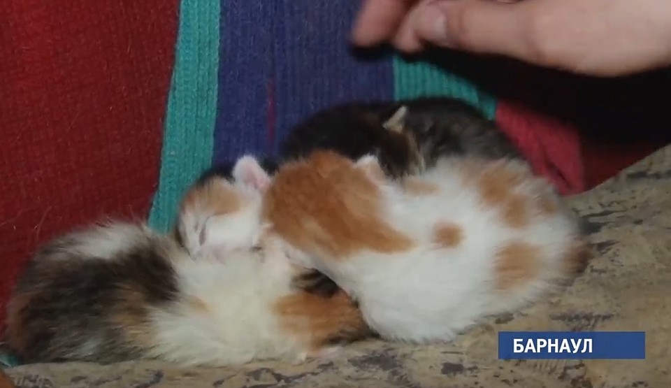 Котята в подвале