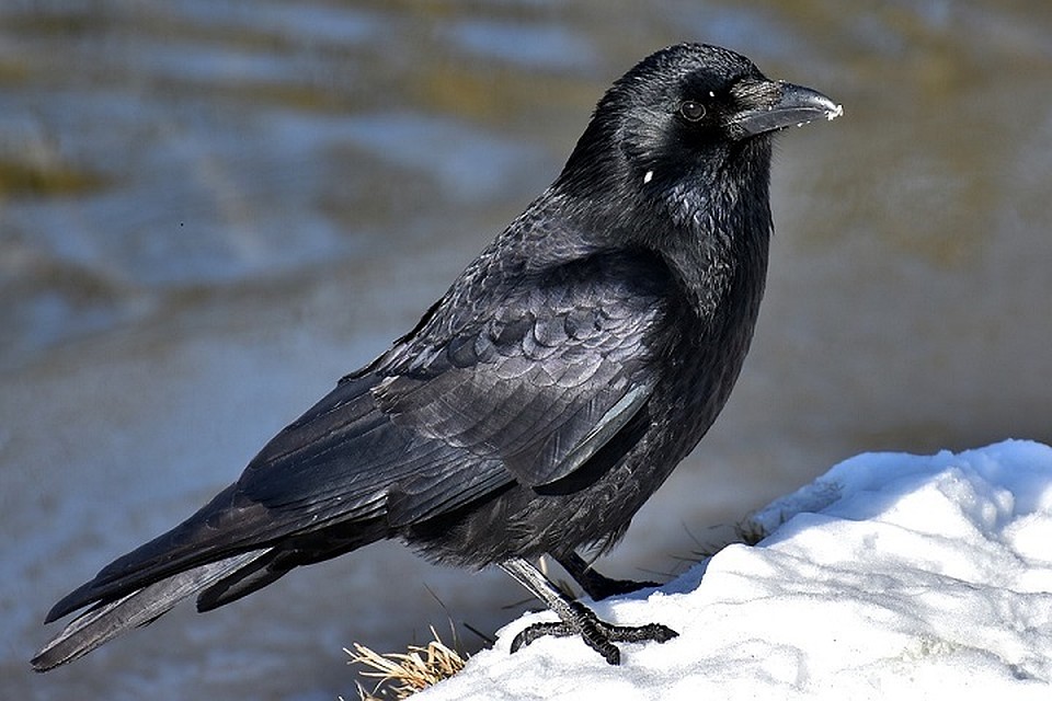 В Салехарде отметят Вороний день Фото: pixabay.com
