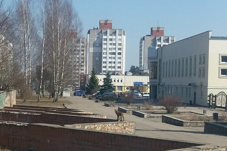 По Новополоцку гуляет лиса. Фото: "Полоцк и Новополоцк", Вконтакте.