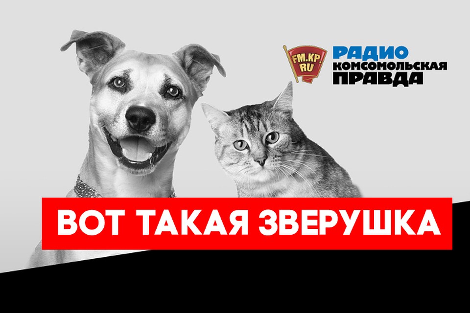 Бесплатная консультация ветеринарного врача: отвечаем на вопросы слушателей