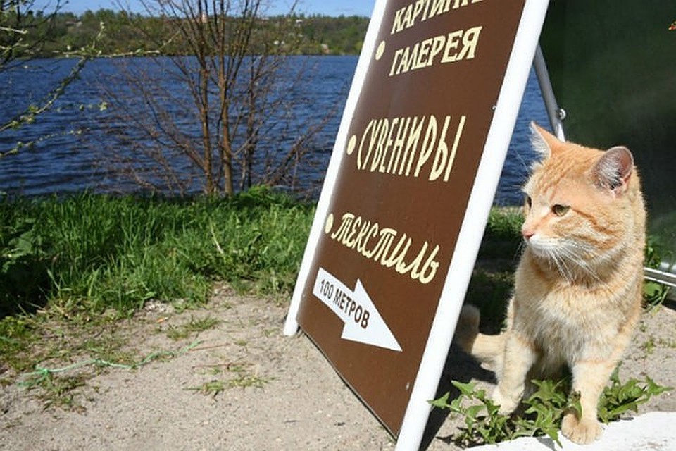 Около 90 самовольных рекламных конструкций уберут в Октябрьском округе Иркутска.